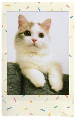 Fuji - Instax Mini 1x10 Shots