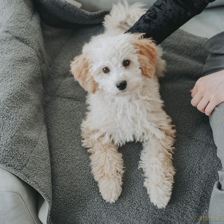 Hunter - Travel Blanket Seoul - Sand/Grey - 96 x 70 cm