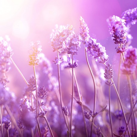 Petal Fresh - Pure Lavender Conditioner