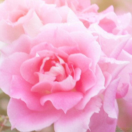 Petal Fresh - Pure Rose Makeup Removing Wipes