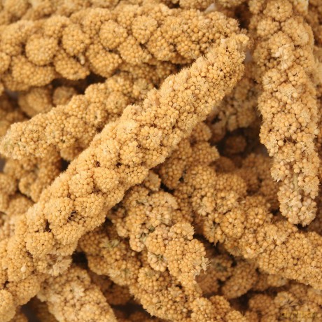 Vitakraft - Vita Nature millet cobs 300 g