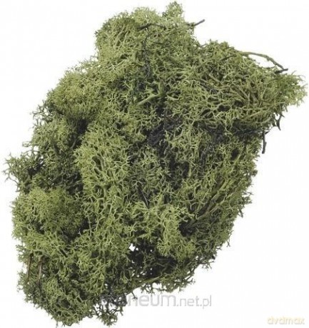 Mech dekoracyjny zielony 50g