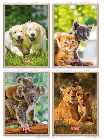 Notatnik A6/40K kratka Animals (10szt) HERLITZ