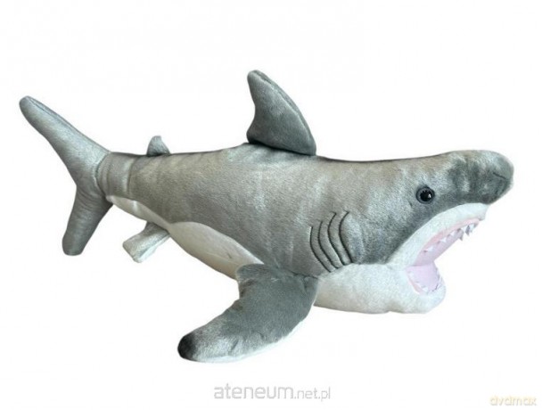 Rekin 50cm