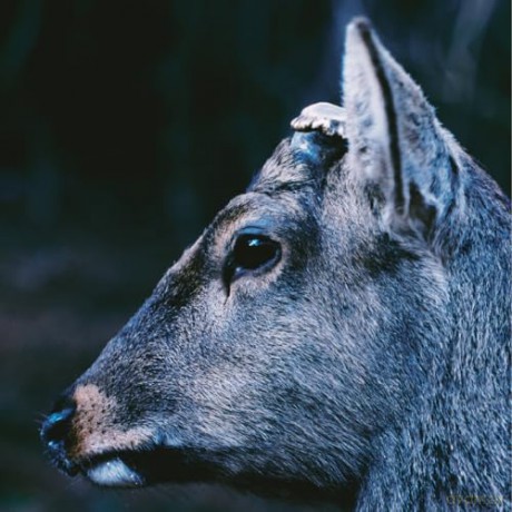 Toe: The Book About My Idle Plot On A Vague Anxiety (Deer Glisten Blue) [Winyl]