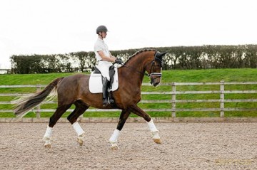 Lemieux - Suede Dressage Square - White - Large
