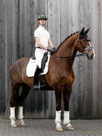 Lemieux - Suede Dressage Square - White - Large