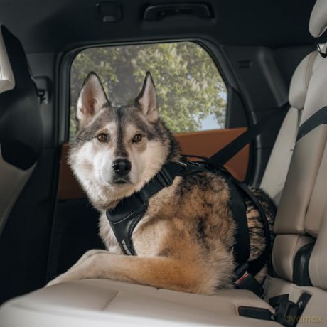 Thule - Cappy - Car Harness - S - up 11 kg