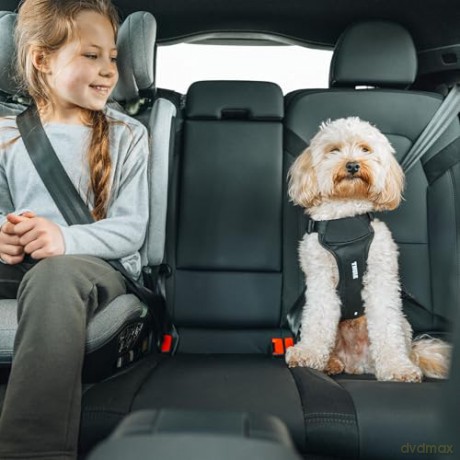 Thule - Cappy - Car Harness - S - up 11 kg