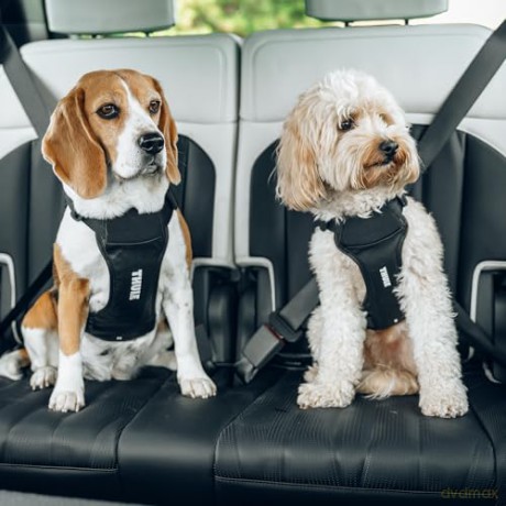 Thule - Cappy - Car Harness - S - up 11 kg