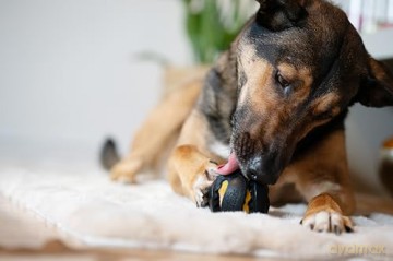 Zeus Chewcasers - Ball