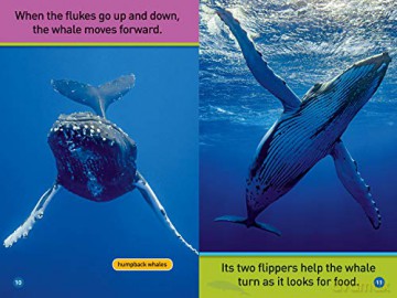 Whales (Pre-Reader) (National Geographic Readers) - National Geographic Kids [KSIĄŻKA]