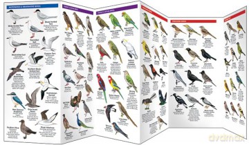 New Zealand Birds: A Folding Pocket Guide to Familiar Species (A Pocket Naturalist Guide) (Nature Observation International) - Waterford Press [KSIĄŻKA]