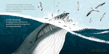 Knobble the Minke Whale - Megan Francis [KSIĄŻKA]