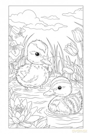 Blossoms and Blooms Coloring [KSIĄŻKA]