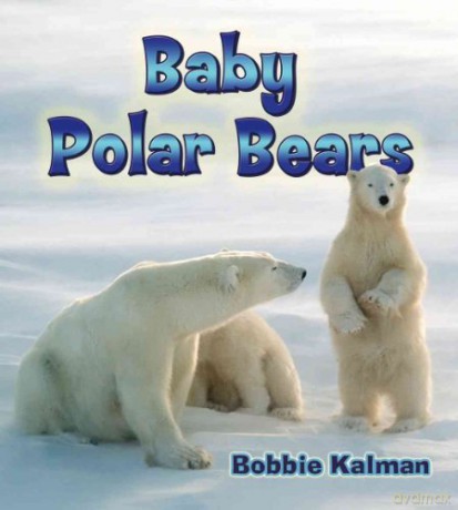 Baby Polar Bears: 19 (Its Fun to Learn About Baby Animals) - Bobbie Kalman [KSIĄŻKA]