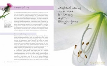 Flower Essences for Well-being: Energetic healing for health and harmony - Barbara Olive [KSIĄŻKA]