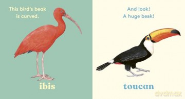 Look! A Bird! - Anya Serota [KSIĄŻKA]