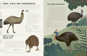 Encyclopedia of Birds - Jules Howard [KSIĄŻKA]