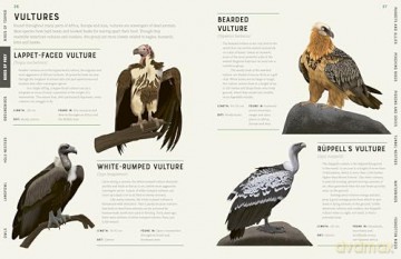 Encyclopedia of Birds - Jules Howard [KSIĄŻKA]