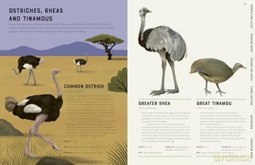 Encyclopedia of Birds - Jules Howard [KSIĄŻKA]