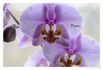 The Kew Gardener's Guide to Growing Orchids: The Art and Science to Grow Your Own Orchids (Kew Experts) - Philip Seaton [KSIĄŻKA]