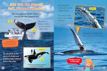 My First Big Book of Whales and Dolphins - Belinda Gallagher [KSIĄŻKA]