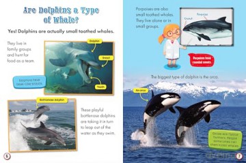 My First Big Book of Whales and Dolphins - Belinda Gallagher [KSIĄŻKA]