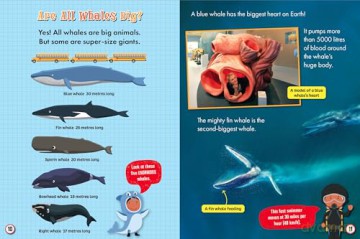 My First Big Book of Whales and Dolphins - Belinda Gallagher [KSIĄŻKA]