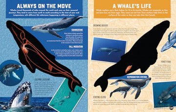 Inside Out Whale: Discover the World's Biggest, Smartest Swimmers (Inside Out, Chartwell) [KSIĄŻKA]