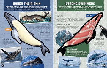 Inside Out Whale: Discover the World's Biggest, Smartest Swimmers (Inside Out, Chartwell) [KSIĄŻKA]