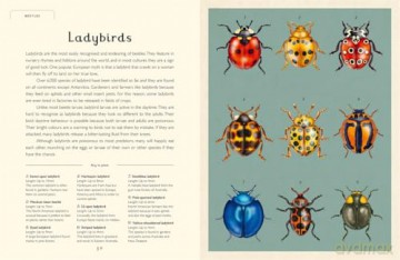 Insectarium (Junior Edition) (Welcome To The Museum) - Dave Goulson [KSIĄŻKA]