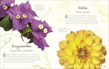 An Anthology of Flowers: A Collection of Flowers from Gardens, Woodlands, Mountains and More (DK Little Anthologies) [KSIĄŻKA]