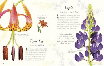 An Anthology of Flowers: A Collection of Flowers from Gardens, Woodlands, Mountains and More (DK Little Anthologies) [KSIĄŻKA]