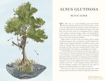 Folklore of Trees: The fascinating stories behind nature's guardians - Aidan Meighan [KSIĄŻKA]