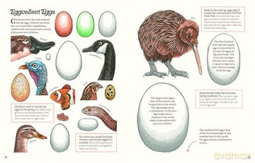 Cluck!: The Eggstraordinary Story of Chickens - Evelien De Vlieger [KSIĄŻKA]