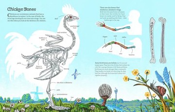 Cluck!: The Eggstraordinary Story of Chickens - Evelien De Vlieger [KSIĄŻKA]