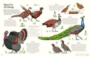 Cluck!: The Eggstraordinary Story of Chickens - Evelien De Vlieger [KSIĄŻKA]
