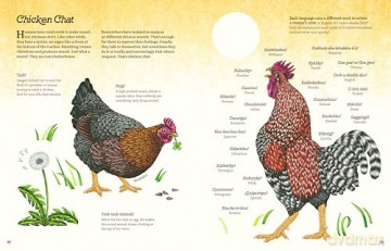 Cluck!: The Eggstraordinary Story of Chickens - Evelien De Vlieger [KSIĄŻKA]