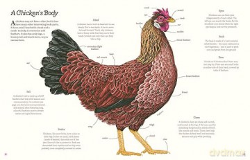 Cluck!: The Eggstraordinary Story of Chickens - Evelien De Vlieger [KSIĄŻKA]
