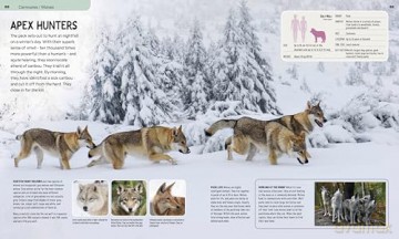 The Age of Mammals: Intelligence Behaviour Future (Incredible World) - Jamie Collins [KSIĄŻKA]