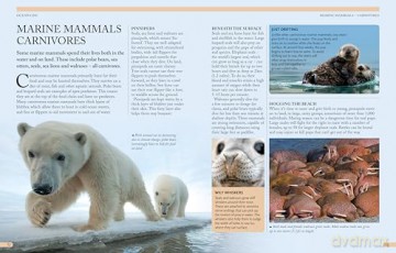 The Kingfisher Ocean Encyclopedia: The ultimate oceans and sea creatures fact book for kids - Kingfisher [KSIĄŻKA]