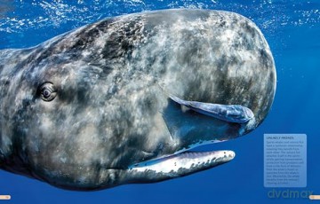 The Kingfisher Ocean Encyclopedia: The ultimate oceans and sea creatures fact book for kids - Kingfisher [KSIĄŻKA]
