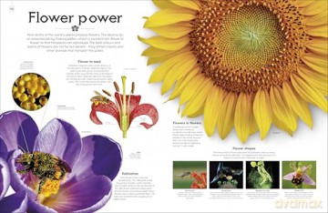Shapes of Nature: A Big, Beautiful Book of the Natural World for Kids - Ben Hoare [KSIĄŻKA]