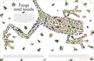 Shapes of Nature: A Big, Beautiful Book of the Natural World for Kids - Ben Hoare [KSIĄŻKA]