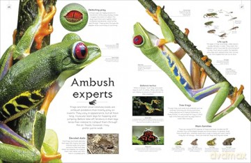 Shapes of Nature: A Big, Beautiful Book of the Natural World for Kids - Ben Hoare [KSIĄŻKA]