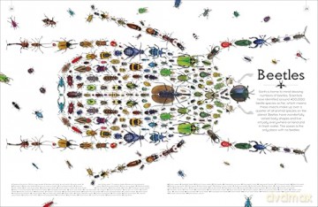 Shapes of Nature: A Big, Beautiful Book of the Natural World for Kids - Ben Hoare [KSIĄŻKA]