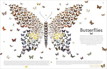 Shapes of Nature: A Big, Beautiful Book of the Natural World for Kids - Ben Hoare [KSIĄŻKA]