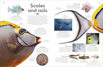 Shapes of Nature: A Big, Beautiful Book of the Natural World for Kids - Ben Hoare [KSIĄŻKA]