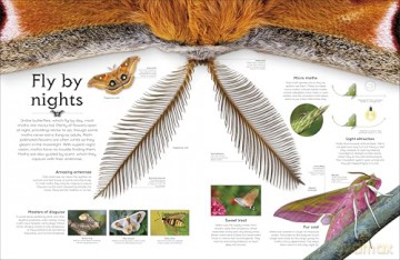 Shapes of Nature: A Big, Beautiful Book of the Natural World for Kids - Ben Hoare [KSIĄŻKA]